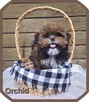 Orchid, a female Shorkie for sale in Athens, WI – 2 of 9