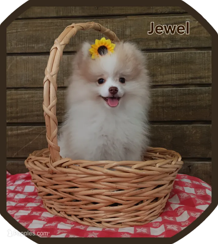 Jewel  – Pomeranian puppy for sale in Athens, WI