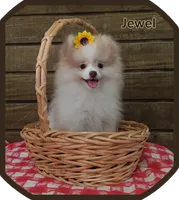 Jewel , a female Pomeranian for sale in Athens, WI – 1 of 10