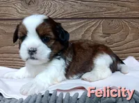 Felicity, a female Shorkie for sale in Athens, WI – 2 of 5