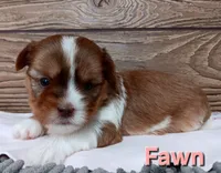 Fawn, a female Shorkie for sale in Athens, WI – 2 of 6