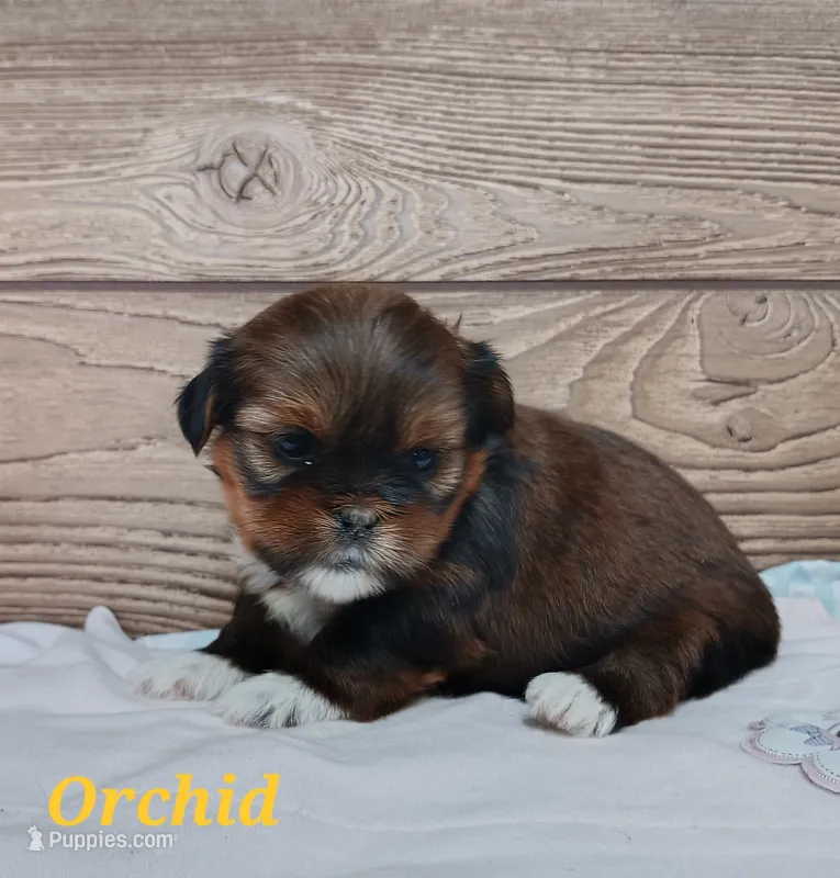 Orchid – Shorkie puppy for sale in Athens, WI