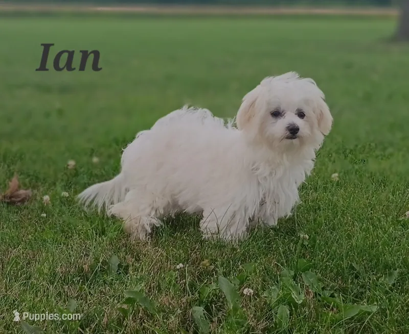 Ian  – Maltese puppy for sale in Athens, WI