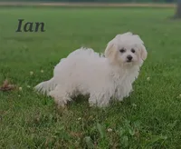 Ian , a male Maltese for sale in Athens, WI – 2 of 9