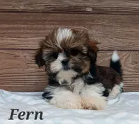 Fern, a female Shorkie for sale in Athens, WI – 2 of 9