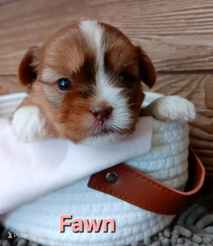 Fawn – Shorkie puppy for sale in Athens, WI