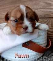 Fawn, a female Shorkie for sale in Athens, WI – 1 of 6
