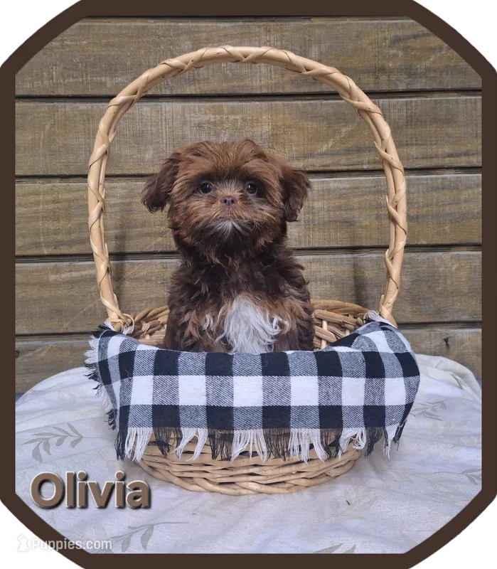 Olivia  – Shorkie puppy for sale in Athens, WI