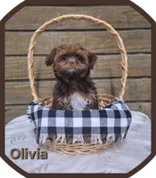 Olivia , a female Shorkie for sale in Athens, WI – 1 of 8