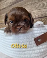 Olivia , a female Shorkie for sale in Athens, WI – 2 of 6