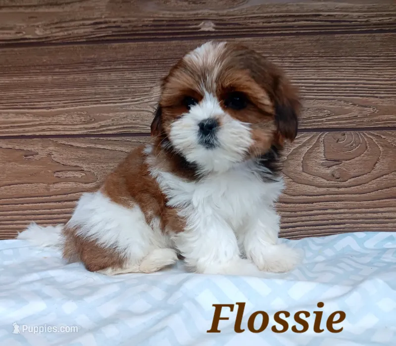 Flossie – Shorkie puppy for sale in Athens, WI