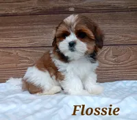 Flossie, a female Shorkie for sale in Athens, WI – 1 of 9