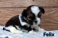 Felix, a male Shorkie for sale in Athens, WI – 5 of 7