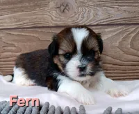 Fern, a female Shorkie for sale in Athens, WI – 3 of 6