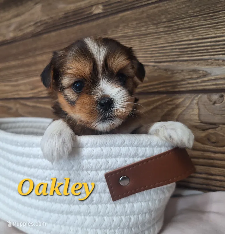 Oakley  – Shorkie puppy for sale in Athens, WI