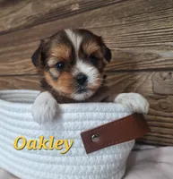 Oakley , a female Shorkie for sale in Athens, WI – 1 of 6