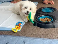 Rosie, a female Maltipoo for sale in Sacramento, CA – 2 of 3
