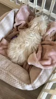 Rosie, a female Maltipoo for sale in Sacramento, CA – 3 of 3