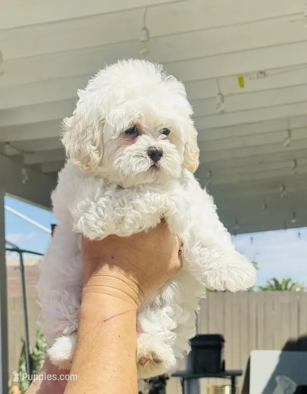 Rosie – Maltipoo puppy for sale in Sacramento, CA