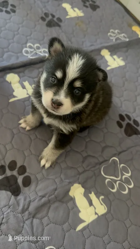 Kodu – Pomsky puppy for sale in Jersey City, NJ