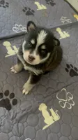 Kodu, a male Pomsky for sale in Jersey City, NJ – 1 of 3