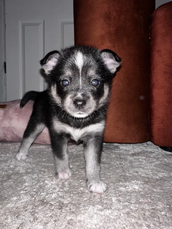 Stella – Pomsky puppy for sale in Jersey City, NJ