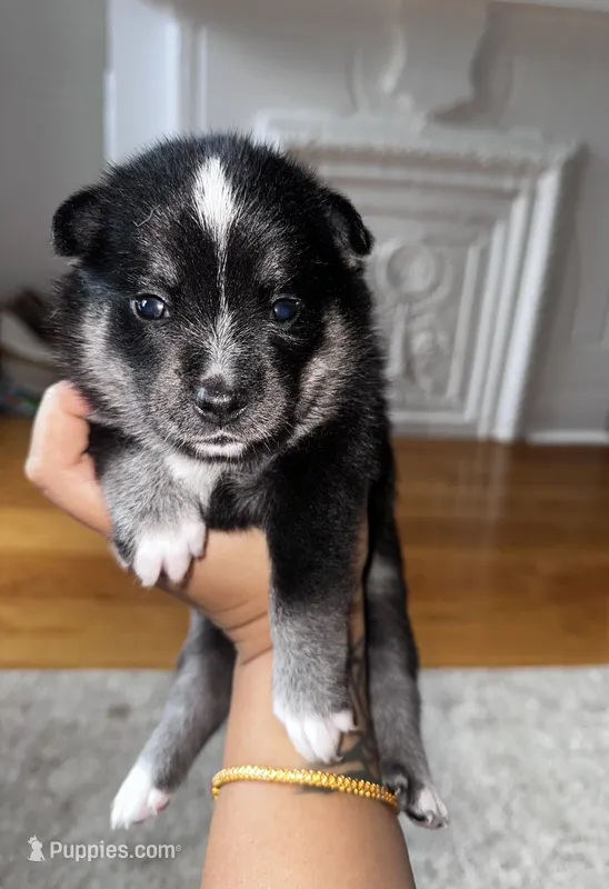 Koko – Pomsky puppy for sale in Jersey City, NJ