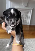 Koko, a female Pomsky for sale in Jersey City, NJ – 1 of 2