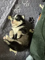 Kodu, a male Pomsky for sale in Jersey City, NJ – 2 of 3