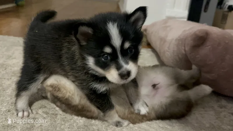 Kodu – Pomsky puppy for sale in Jersey City, NJ