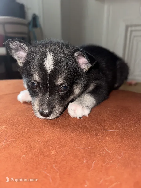 Stella – Pomsky puppy for sale in Jersey City, NJ