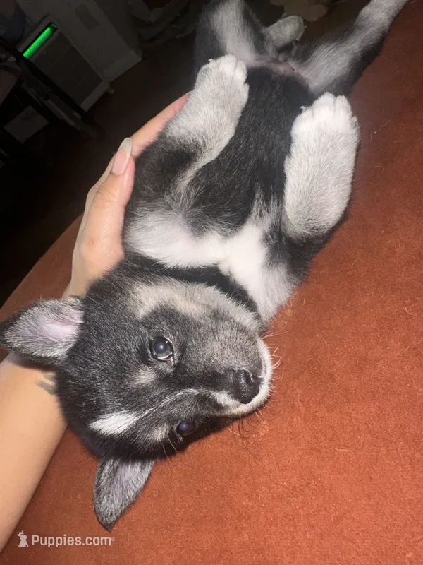 Stella – Pomsky puppy for sale in Jersey City, NJ