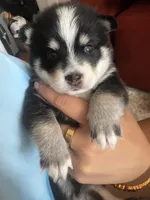 Kodu, a male Pomsky for sale in Jersey City, NJ – 3 of 3