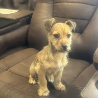 N/A, a male Chihuahua for sale in East Stroudsburg, PA – 1 of 3