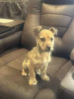 N/A, a male Chihuahua for sale in East Stroudsburg, PA – Photo 1 of 3