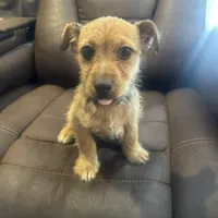 N/A, a male Chihuahua for sale in East Stroudsburg, PA – 3 of 3
