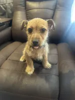 N/A, a male Chihuahua for sale in East Stroudsburg, PA – Photo 3 of 3