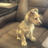 N/A, a male Chihuahua for sale in East Stroudsburg, PA – 2 of 3
