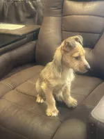 N/A, a male Chihuahua for sale in East Stroudsburg, PA – Photo 2 of 3