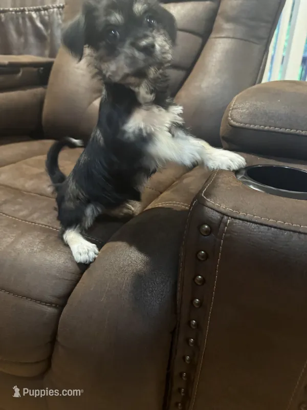 Panda – Shihpoo puppy for sale in East Stroudsburg, PA
