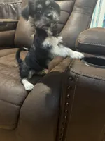Panda, a female Shihpoo for sale in East Stroudsburg, PA – 1 of 1