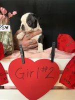 Daphne (Girl #2), a female Boston Terrier for sale in Indiana Township, PA – Photo 6 of 10