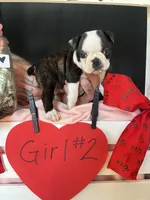 Daphne (Girl #2), a female Boston Terrier for sale in Indiana Township, PA – Photo 10 of 10
