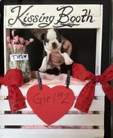 Daphne (Girl #2), a female Boston Terrier for sale in Indiana Township, PA – Photo 2 of 10