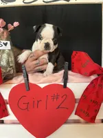 Daphne (Girl #2), a female Boston Terrier for sale in Indiana Township, PA – Photo 9 of 10