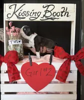 Daphne (Girl #2), a female Boston Terrier for sale in Indiana Township, PA – Photo 3 of 10