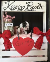 Daphne (Girl #2), a female Boston Terrier for sale in Indiana Township, PA – Photo 8 of 10