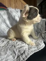 Puppy #1 (fluffy), a female French Bulldog for sale in Indiana, PA – 2 of 7