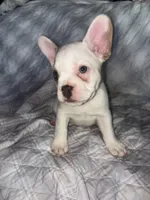 Puppy # 7 (standard fur), a female French Bulldog for sale in Indiana, PA – 5 of 7