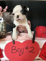 Dandelion (Boy # 2), a male Boston Terrier for sale in Indiana Township, PA – Photo 8 of 9
